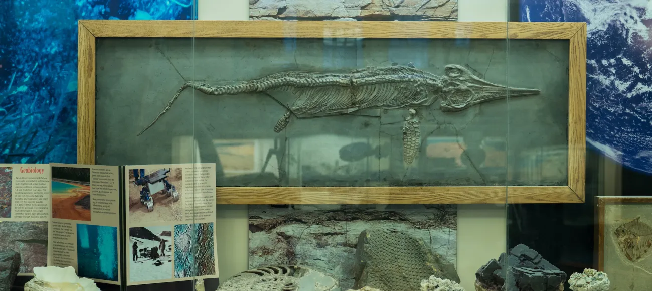 fossil display