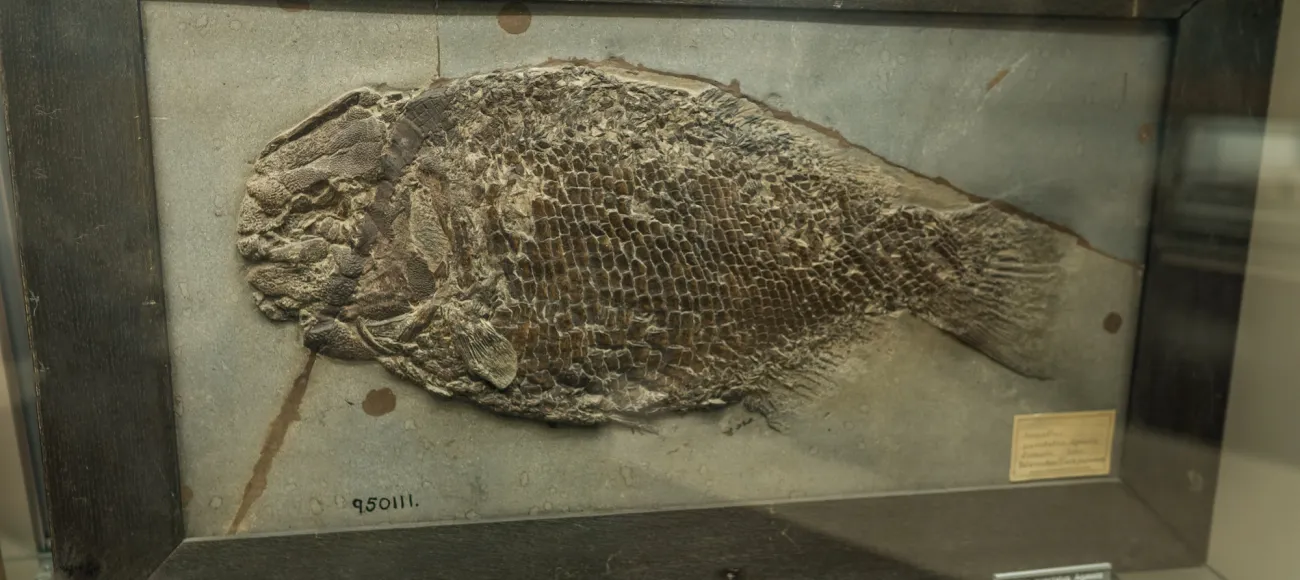 fossil display