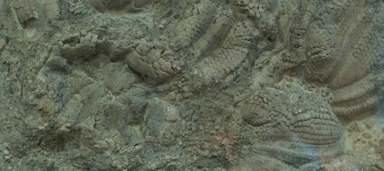 fossil