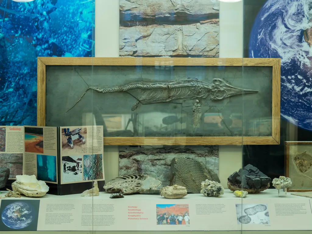 fossil display