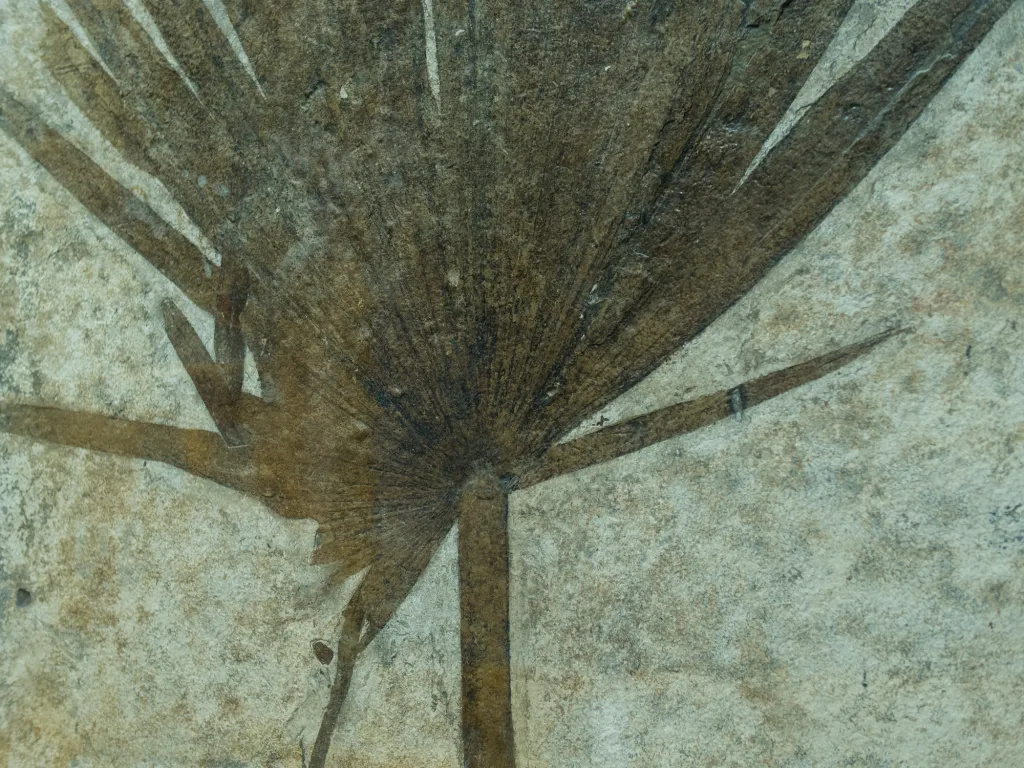 fossil