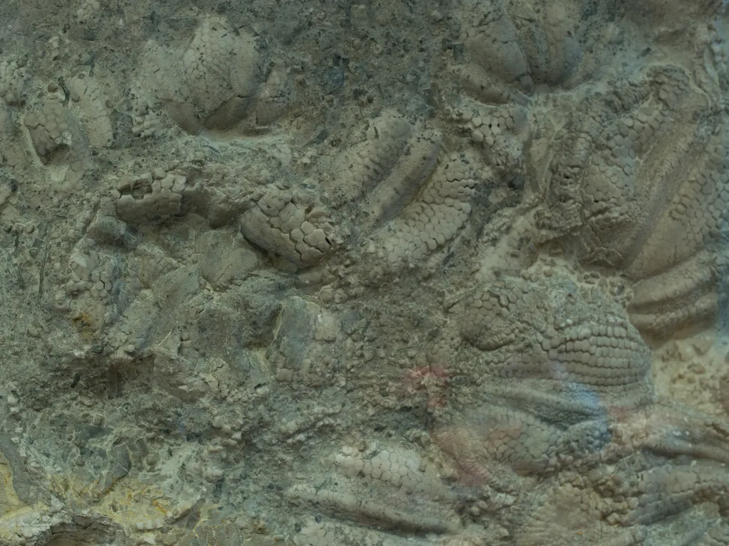 fossil
