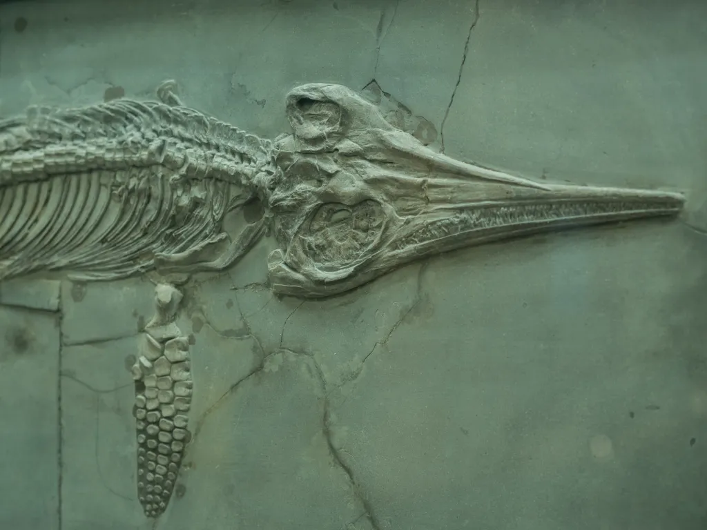 fossil