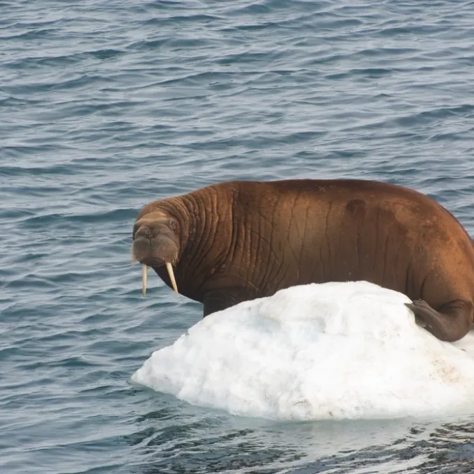 "Walrus in Chukchi Sea"