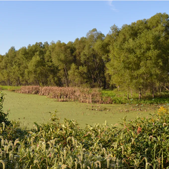 wetlands conservation area