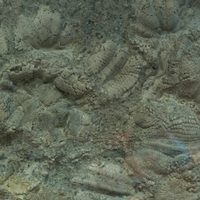 fossil